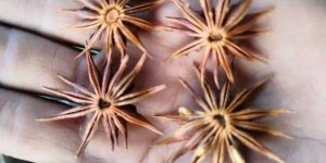 Star Anise Chakra Phool