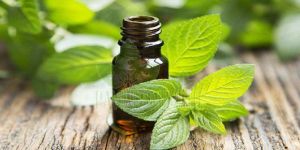 Mint Oil