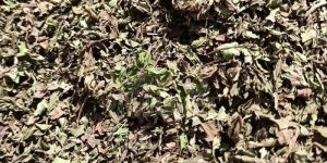 Natural Spearmint Dry Leaves