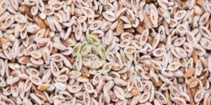 Psyllium Seeds