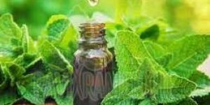 Steam Distillation Mentha Arvensis Oil