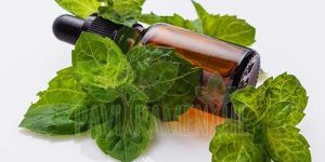 Steam Distillation Mentha Piperita Oil