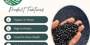 Black Soybean