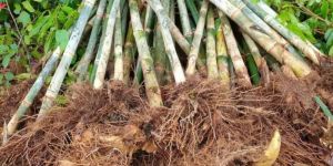 Bambusa Balcooa Tissue Culture Bamboo Plant