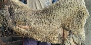 Merino Wool Sheep Skins