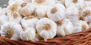 a Grade Fresh Garlic