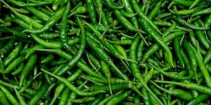 G4 Green Chilli