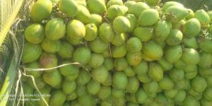 Fresh Green Tender Coconut