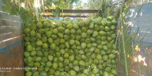 Green Tender Coconut