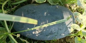 Watermelon Gujarat
