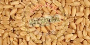 Indian Wheat Grain