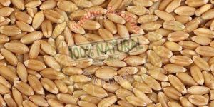 Sharbati Wheat Grain