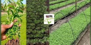 Stevia Saplings