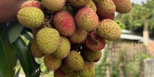 Fresh Litchi