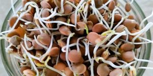 Dehydrated Masoor Sprouts