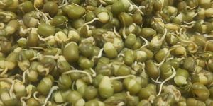 Dehydrated Moong Sprouts