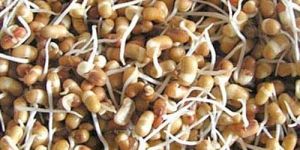 Dehydrated Sprouted Matki