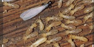 Anti Turmeric Treatment Service