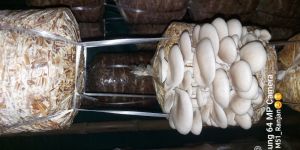 Fresh Oyster Mushroom