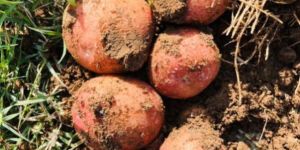LR Red Potato