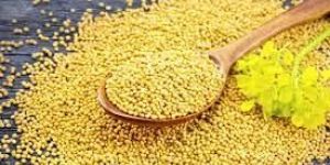 Yellow Mustard Seeds