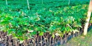 Seedling Litchi Plant