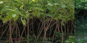 White Sandalwood Plant