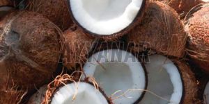 a Grade Semi Husked Coconut