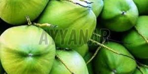 Green Tender Coconut