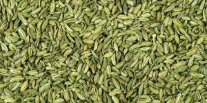 Fennel Seeds