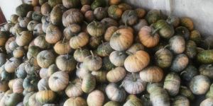 A Grade Organic Pumpkin