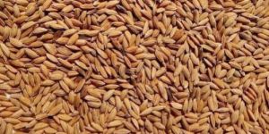 Brown Natural Long Grain Paddy Rice