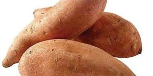Fresh Sweet Potato