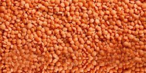 Red Lentils