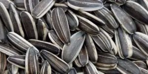 Sunflower Seeds