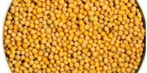Yellow Mustard Seeds