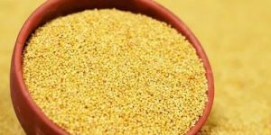 Foxtail Millet