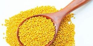 Yellow Mustard Seeds