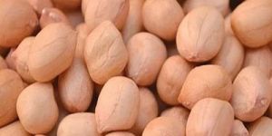 Java Peanut Seeds