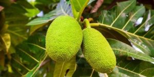 Fresh Green Breadfruit
