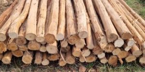 10 Feet Brown Eucalyptus Pole