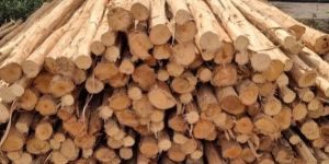 10 Feet Nilgiri Wooden Pole