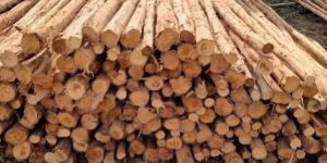 12 Feet Brown Eucalyptus Pole