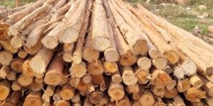 14 Feet Brown Eucalyptus Pole