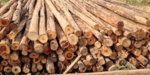 14 Feet Round Eucalyptus Pole