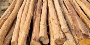 16 Feet Round Eucalyptus Pole