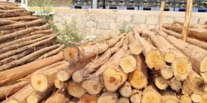 16 Feet Round Wooden Pole