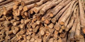 6 Feet Brown Eucalyptus Pole