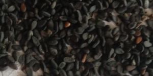 Natural Black Sesame Seed