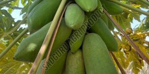 Natural Green Papaya